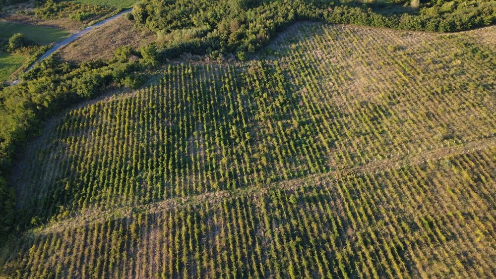 Vand teren,comuna Bucov, sat Chitorani, jud. Prahova, 5.62  ha.
