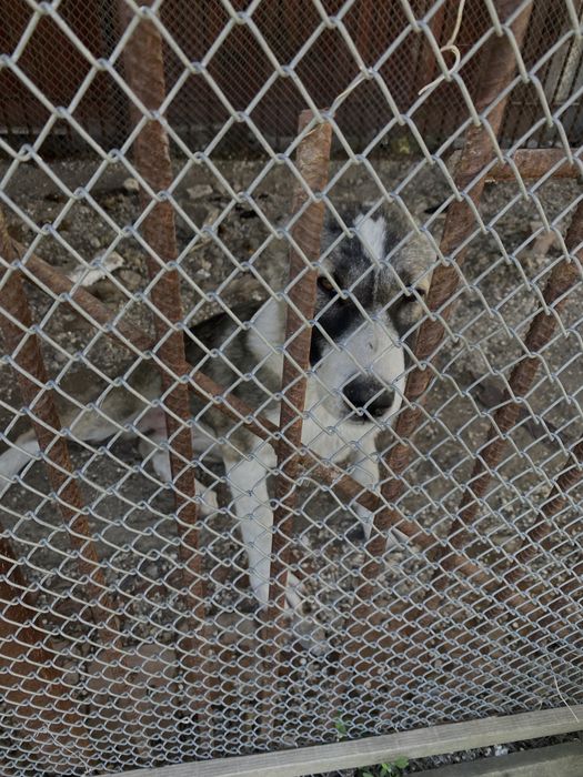 Щенок девочка 3 месяца за 15.000тг