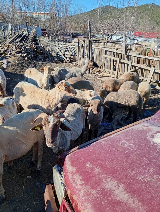 Oi de vânzare ,40 de oi