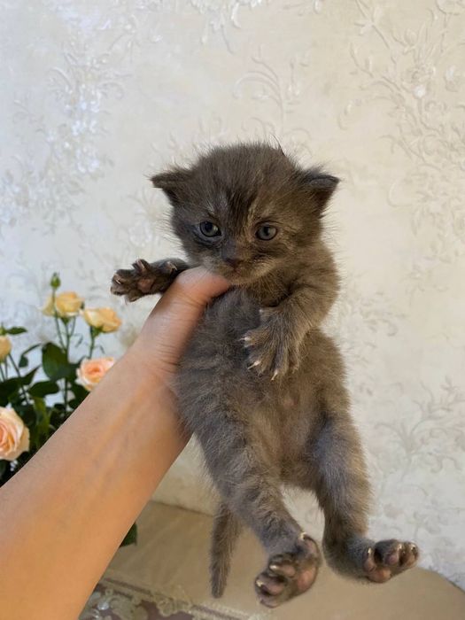 вислоухие котята от правильной вязки