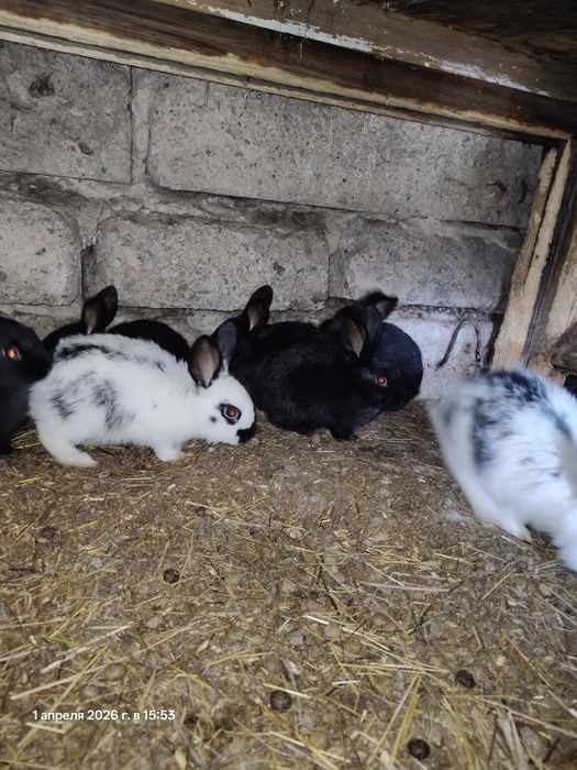 Продам кроликов от 1,5 мес.
