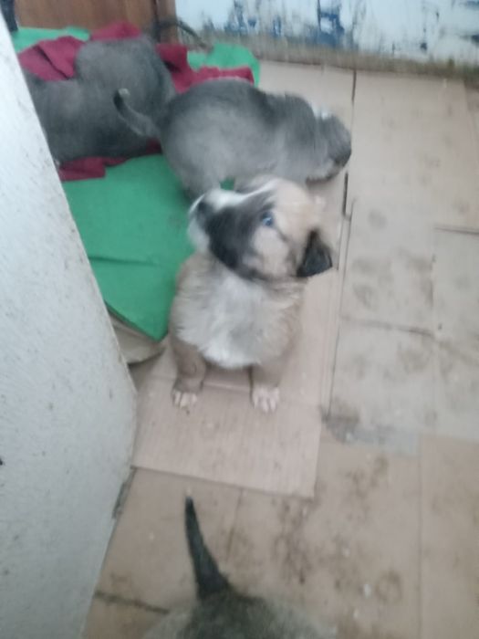 Щенки девочки ищут дом