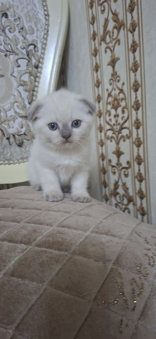 Mushuk    bolalari