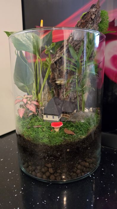 Terariu plante naturale