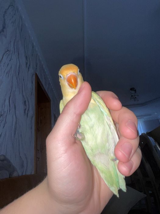 Продам идеально ручного попугая неразлучника