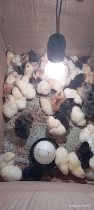 Цыплята броллера