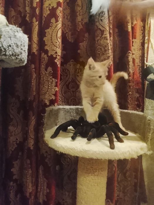 Котёнок рыжий 2.5 месяца в хорошие руки. Родился в домашних условиях