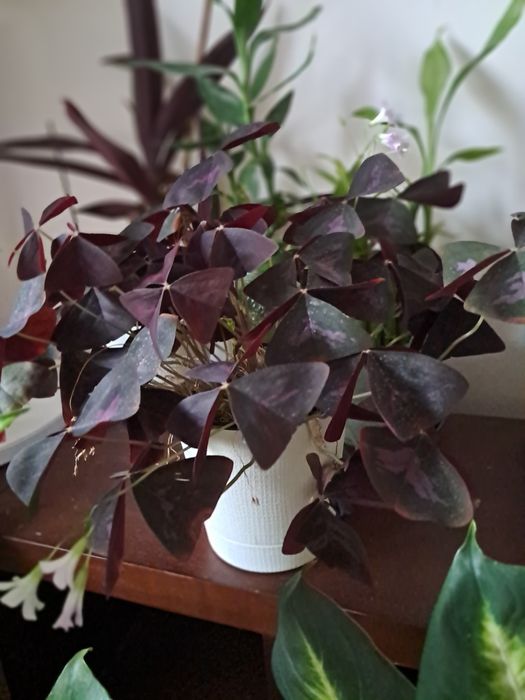 Распродажа комнатных цветов