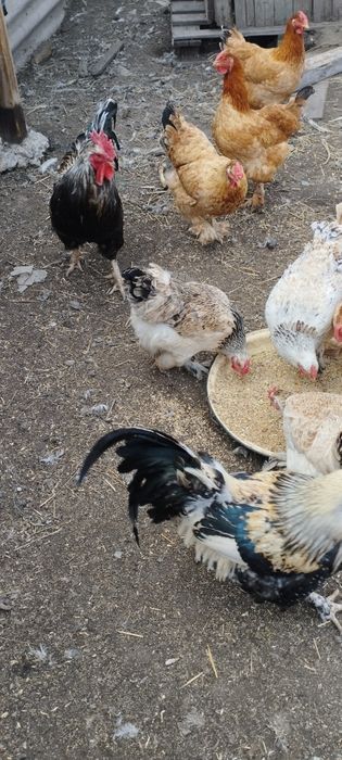 Продам курей и петухов