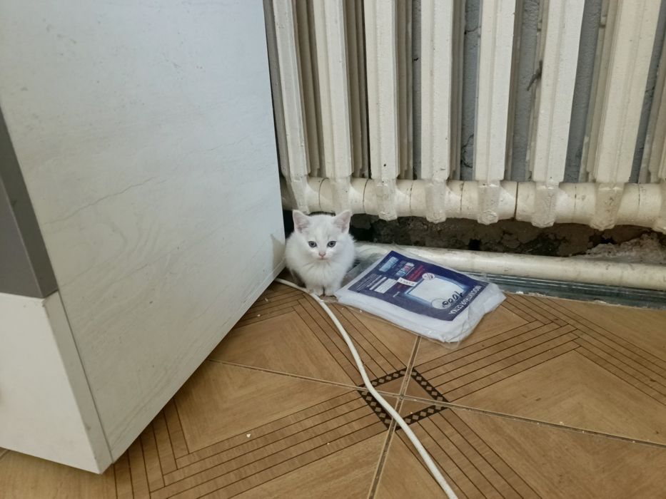 Коята белые в хорошие руки
