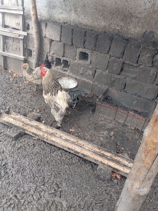 Продам курей домашних