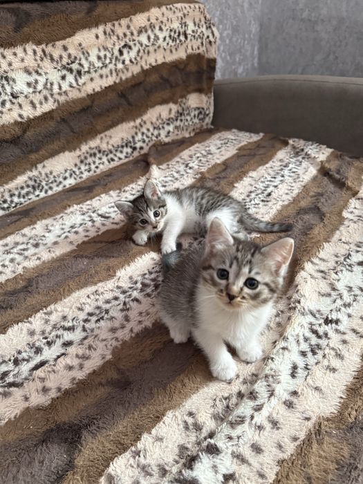 Отдам котят в добрые руки