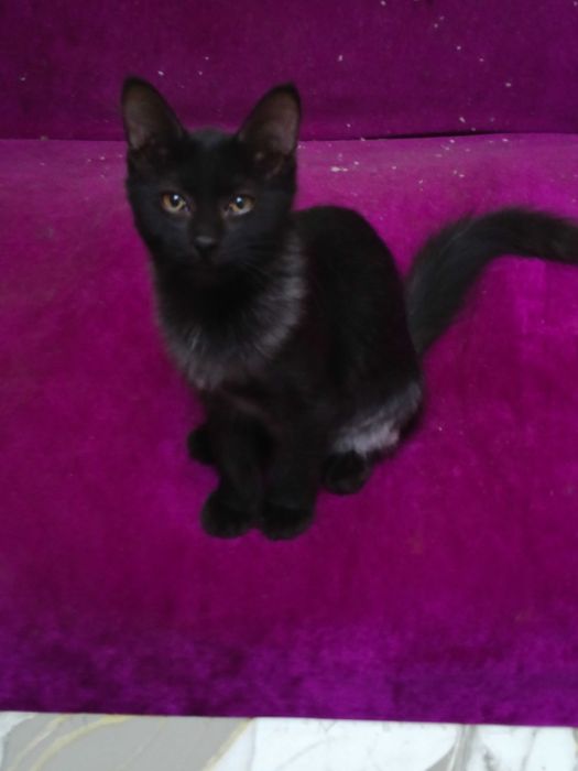 отдадим котят добрым людям