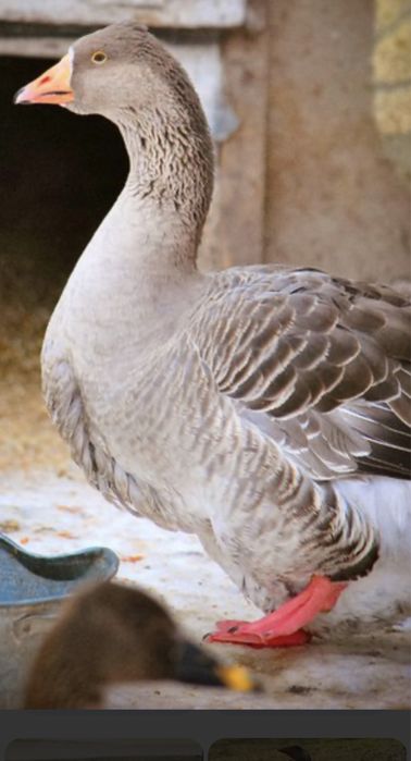 Бройлеры,гусята,утята