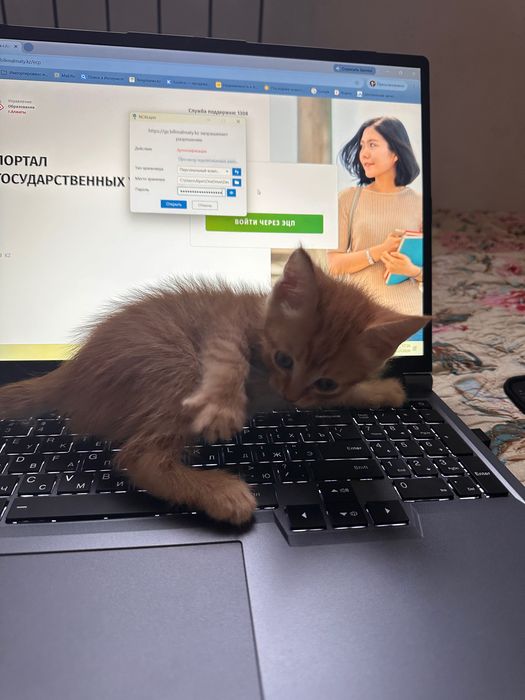 Котята миленькие