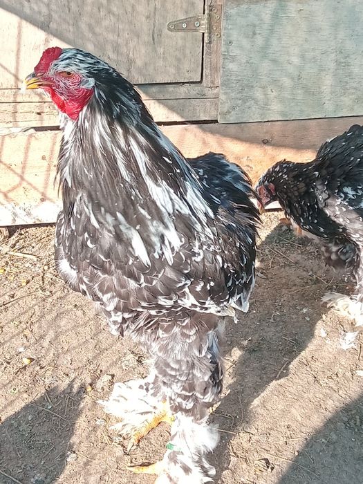 Ouă  Brahma  negru bobat