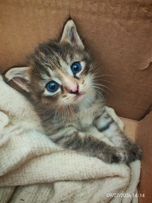 Отдам кошечку в добрые руки