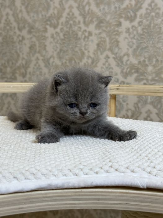 Britanskimedvejonki prodayotsa