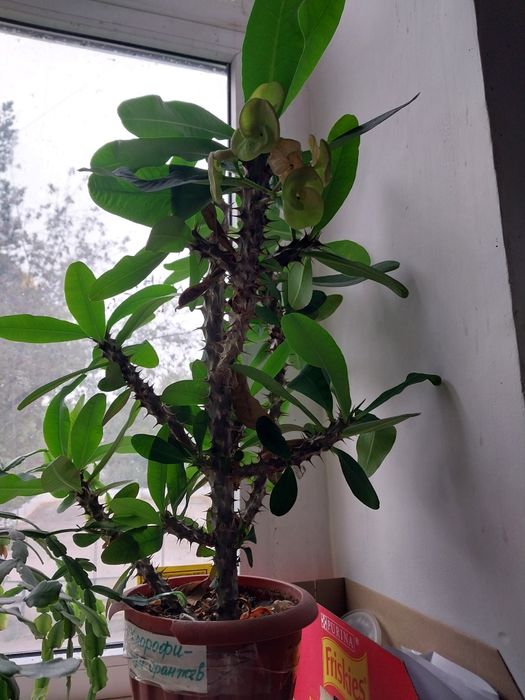 Продам цветы комнатные.