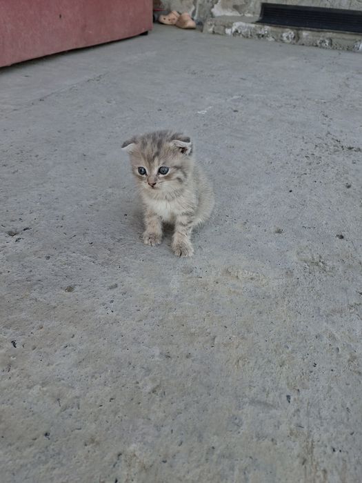 Кошка кошка кошка