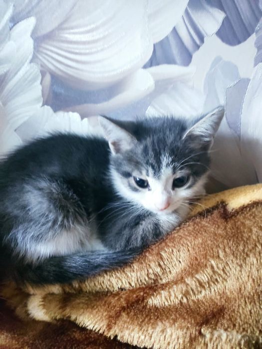 Отдам бесплатно котят