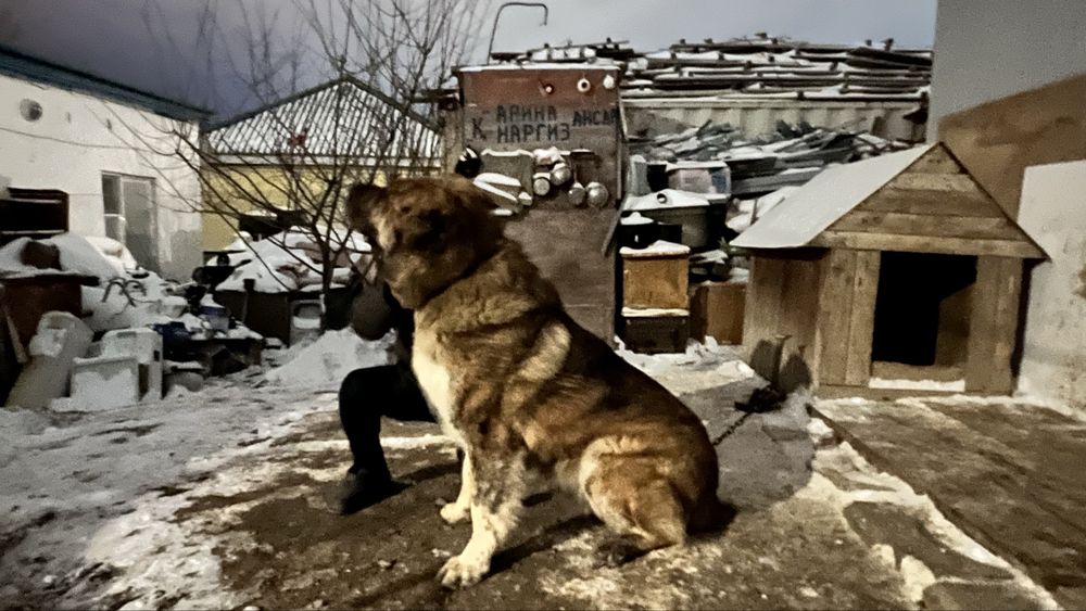 Собака  казахский тобет Паспорт имеется