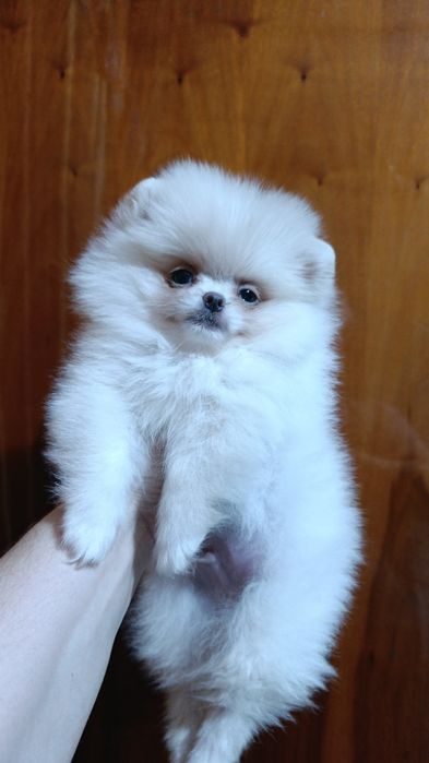 Щенки шпица мини