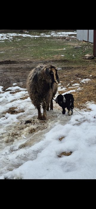Ешкі лағымен сатылады-Коза с козлятами продается
