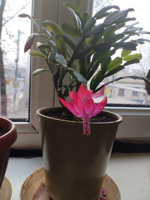 Продам комнатное растение