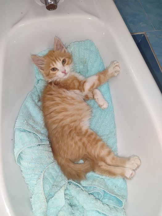 Котята в добрые руки!