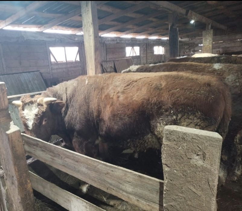 Быки Симментальской порды