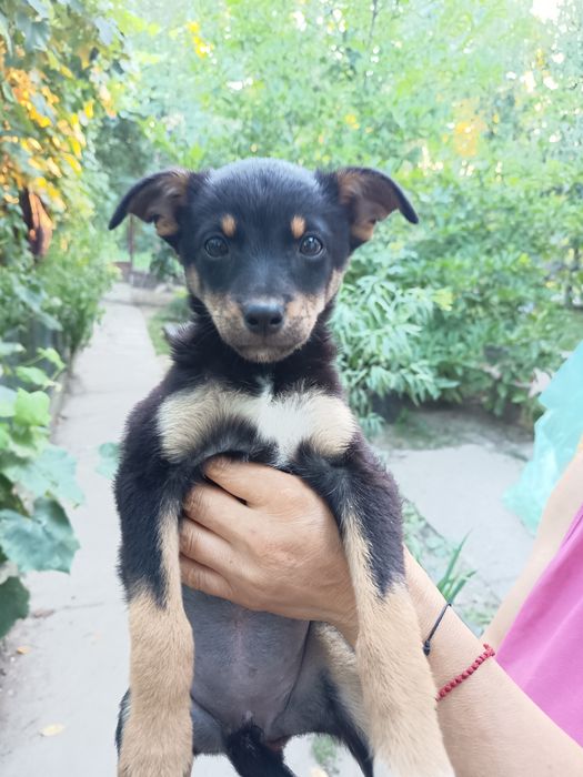 Cățeluse  gratis adopție