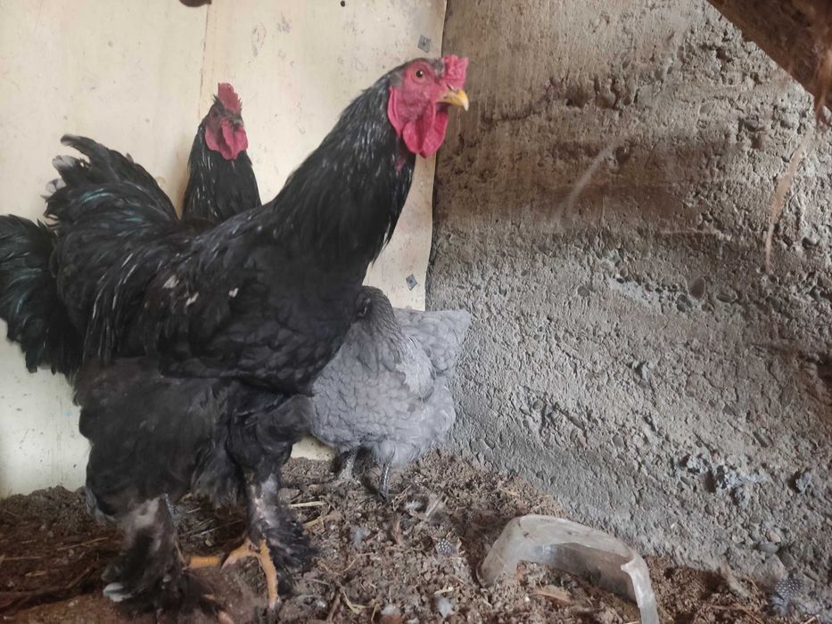 Брамалар ва Джерси гигант