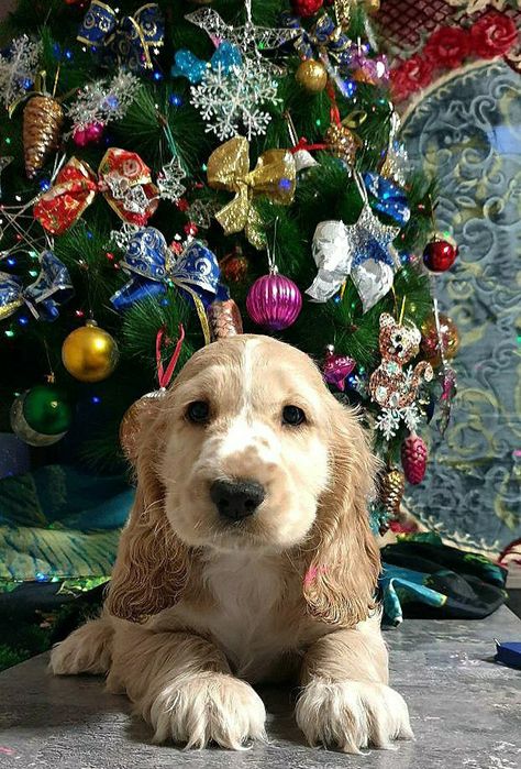 ГОТОВ к продаже щенок АНГЛИЙСКОГО спаниеля