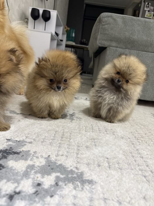 Померанский шпиц