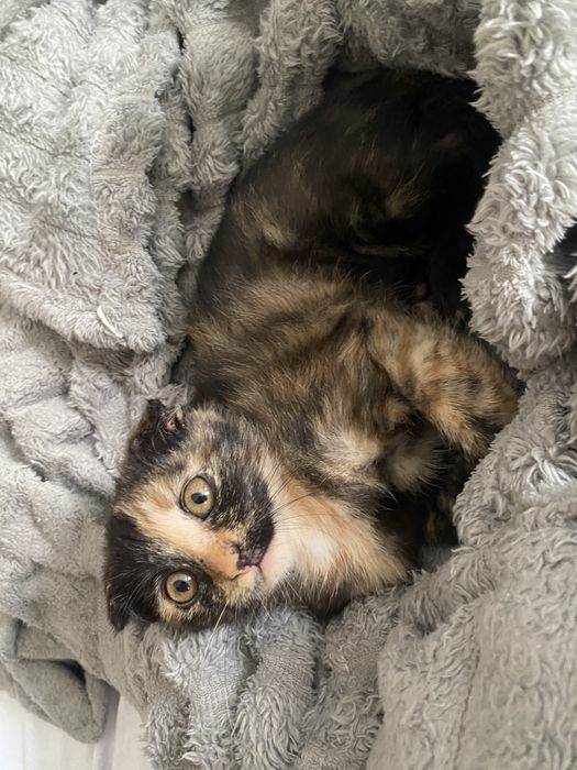 Вислоухий котенок, СРОЧНО