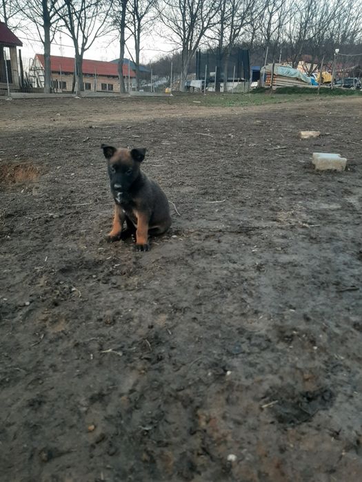 Mascul ciobanesc belgian malinois