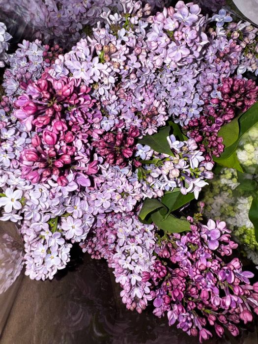 Сирень оптом 10.000 сум