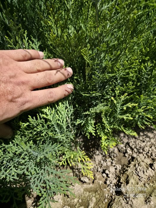 Туя голд кучатлари