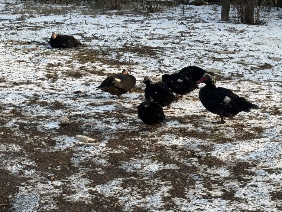 Vand 19 ratoi creacuti in curte