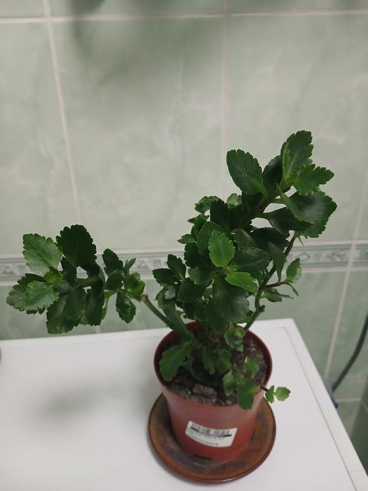 Цветы комнатные,центр