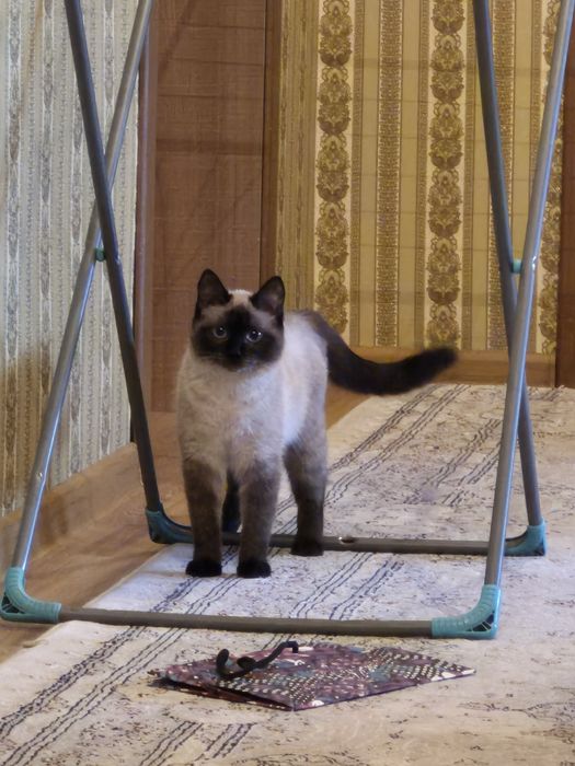 Кошке Кот Срочно нужен партнер