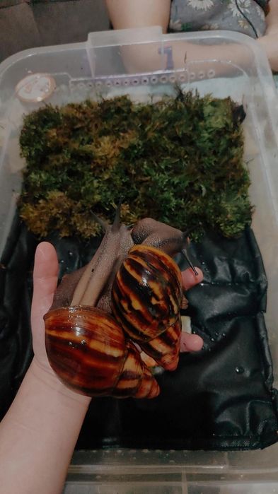 Архахатина Нигерия