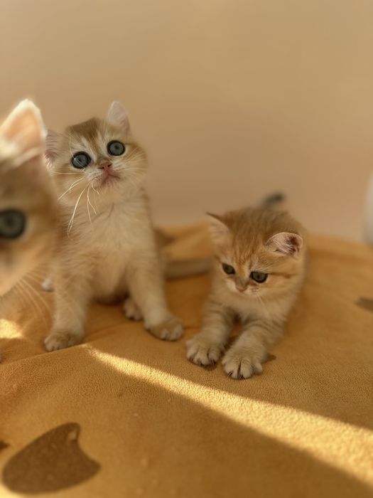 Котята золотая шиншилла