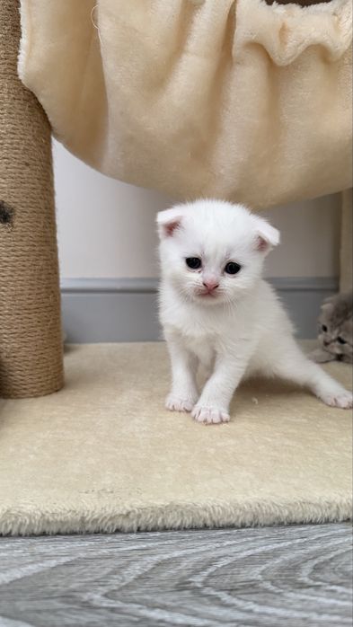 Шотлагдские котята