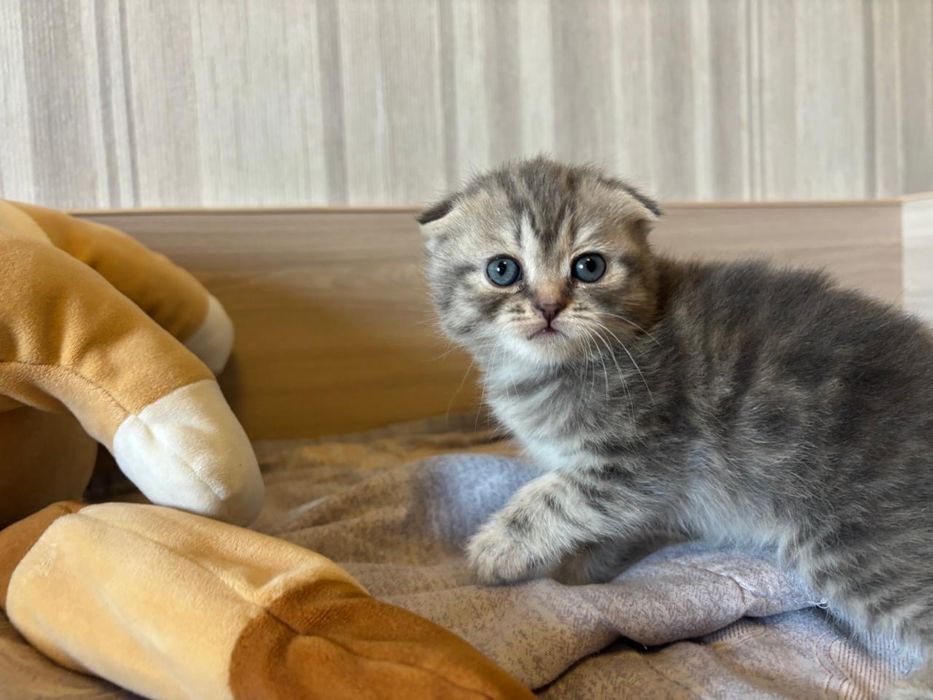 Котята шотландские