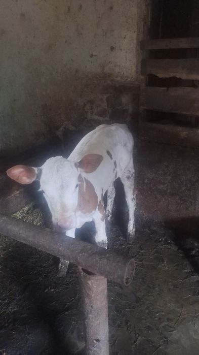 Vând tauri si vitei