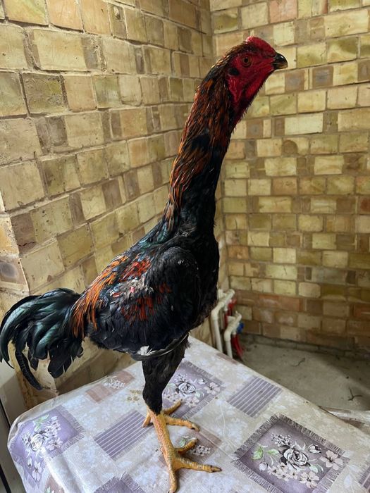 Dakan xoroz sotiladi