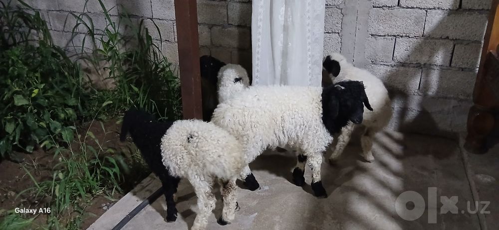 Qoʻzichoqla sotiladi. Oq qora 3 ta, bittasi kotta qogani kichkina
