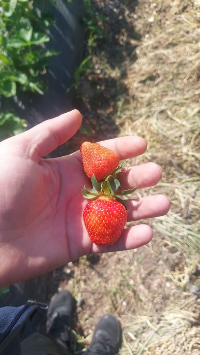 Расада клубники.